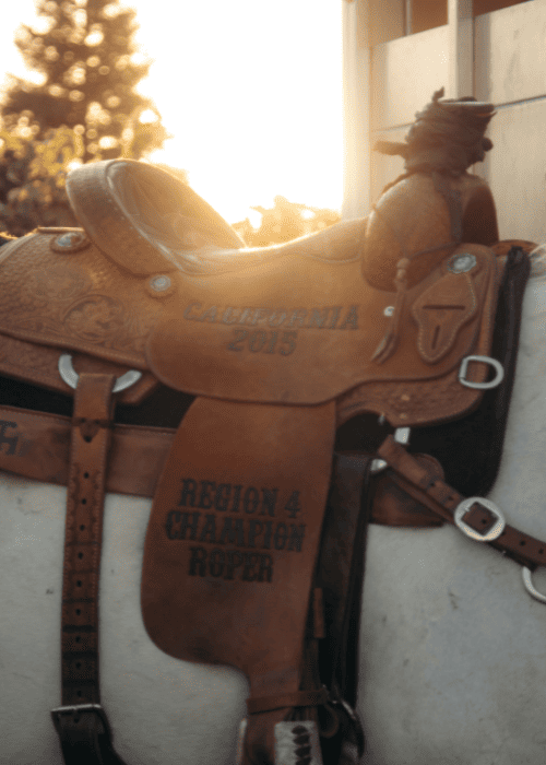 Saddles & Harnesses Leather Treatment